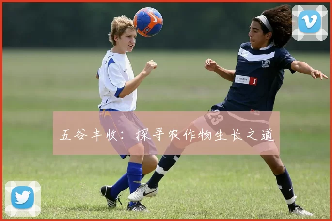 五谷丰收：探寻农作物生长之道